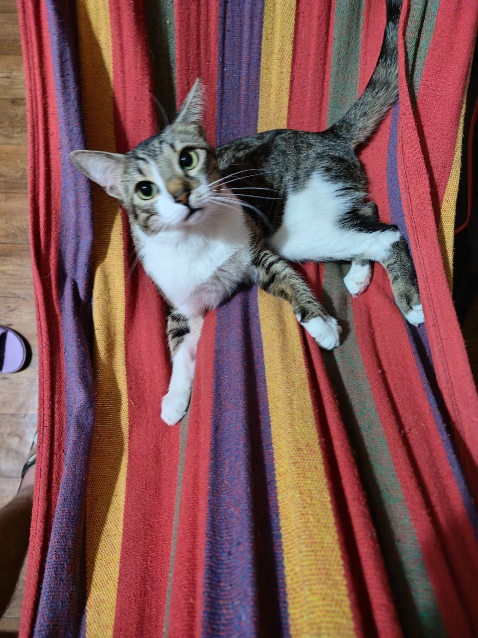 Кот Икарчик